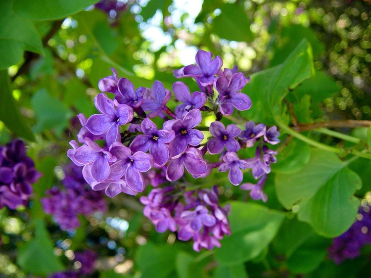 Syringa vulgaris